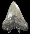 Megalodon Tooth - South Carolina #43029-2
